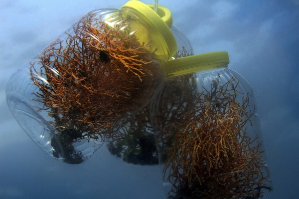 Foto - Duyduğunuzda çok şaşıracaksınız! Denizin dibine bakın ne ekiyorlar
