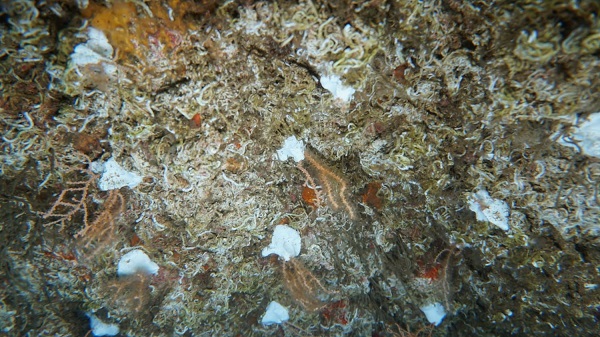 Foto - Duyduğunuzda çok şaşıracaksınız! Denizin dibine bakın ne ekiyorlar