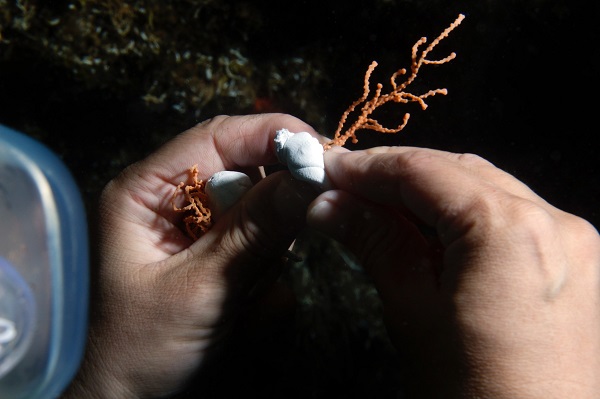 Foto - Duyduğunuzda çok şaşıracaksınız! Denizin dibine bakın ne ekiyorlar
