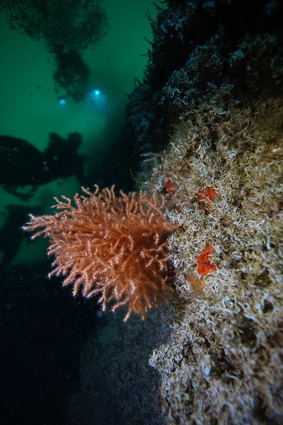 Foto - Duyduğunuzda çok şaşıracaksınız! Denizin dibine bakın ne ekiyorlar
