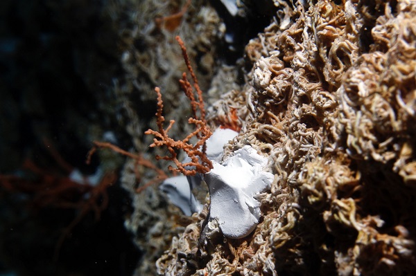 Duyduğunuzda çok şaşıracaksınız! Denizin dibine bakın ne ekiyorlar