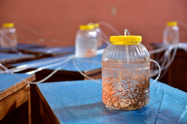 Foto - Duyduğunuzda çok şaşıracaksınız! Denizin dibine bakın ne ekiyorlar