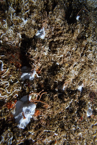 Foto - Duyduğunuzda çok şaşıracaksınız! Denizin dibine bakın ne ekiyorlar