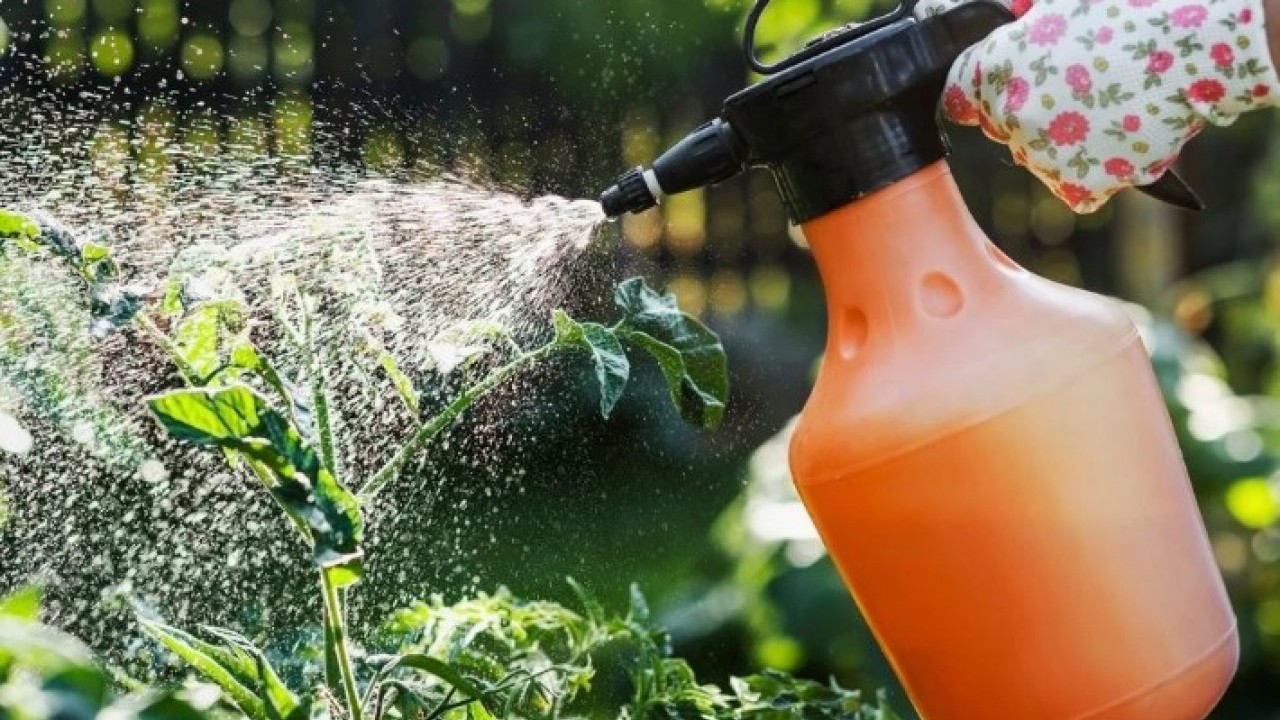 Foto - Duyduğunuzda lavaboya dökmeyeceksiniz! Makarna suyunun bilinmeyen faydası açıklandı