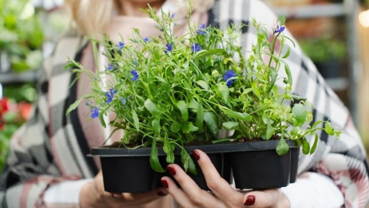 Foto - Duyduğunuzda lavaboya dökmeyeceksiniz! Makarna suyunun bilinmeyen faydası açıklandı