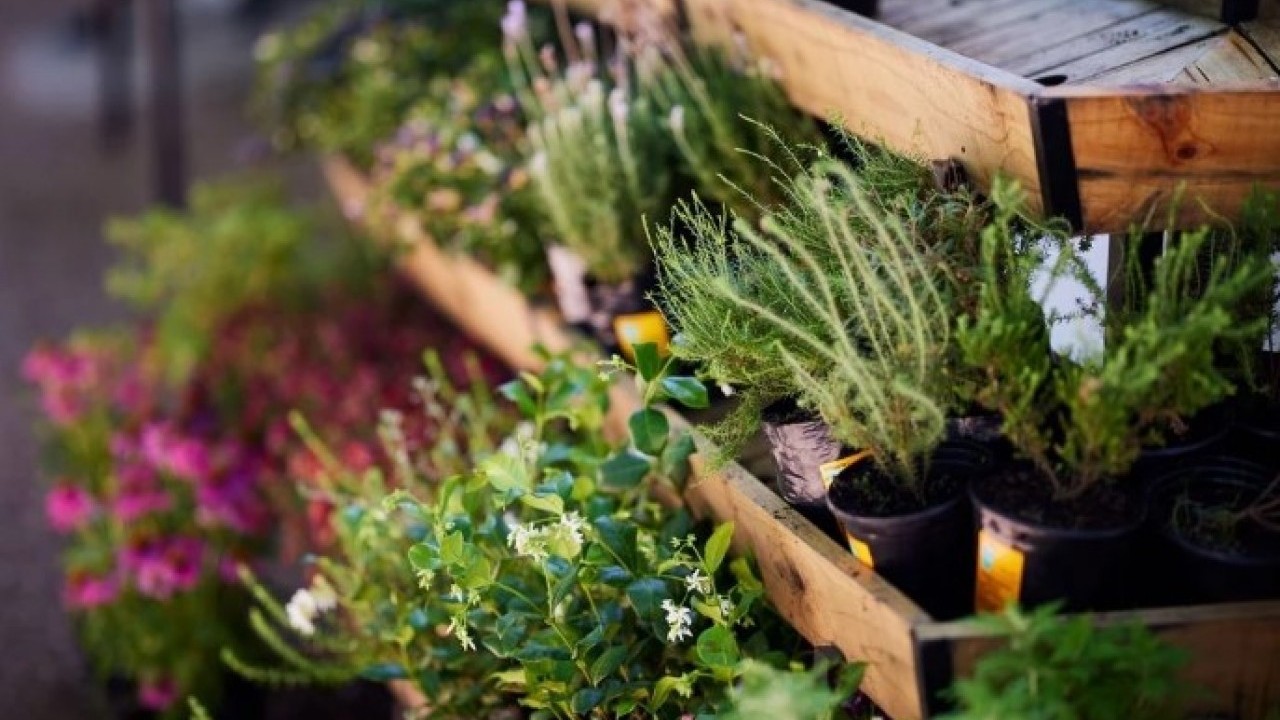 Foto - Duyduğunuzda lavaboya dökmeyeceksiniz! Makarna suyunun bilinmeyen faydası açıklandı