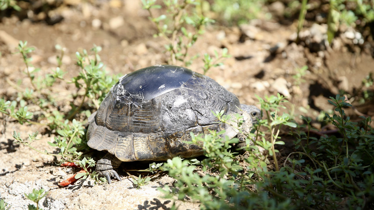 Foto - Duygulandıran anlar yaşandı! Ahşap ustasının ellerinde hayata tutundu