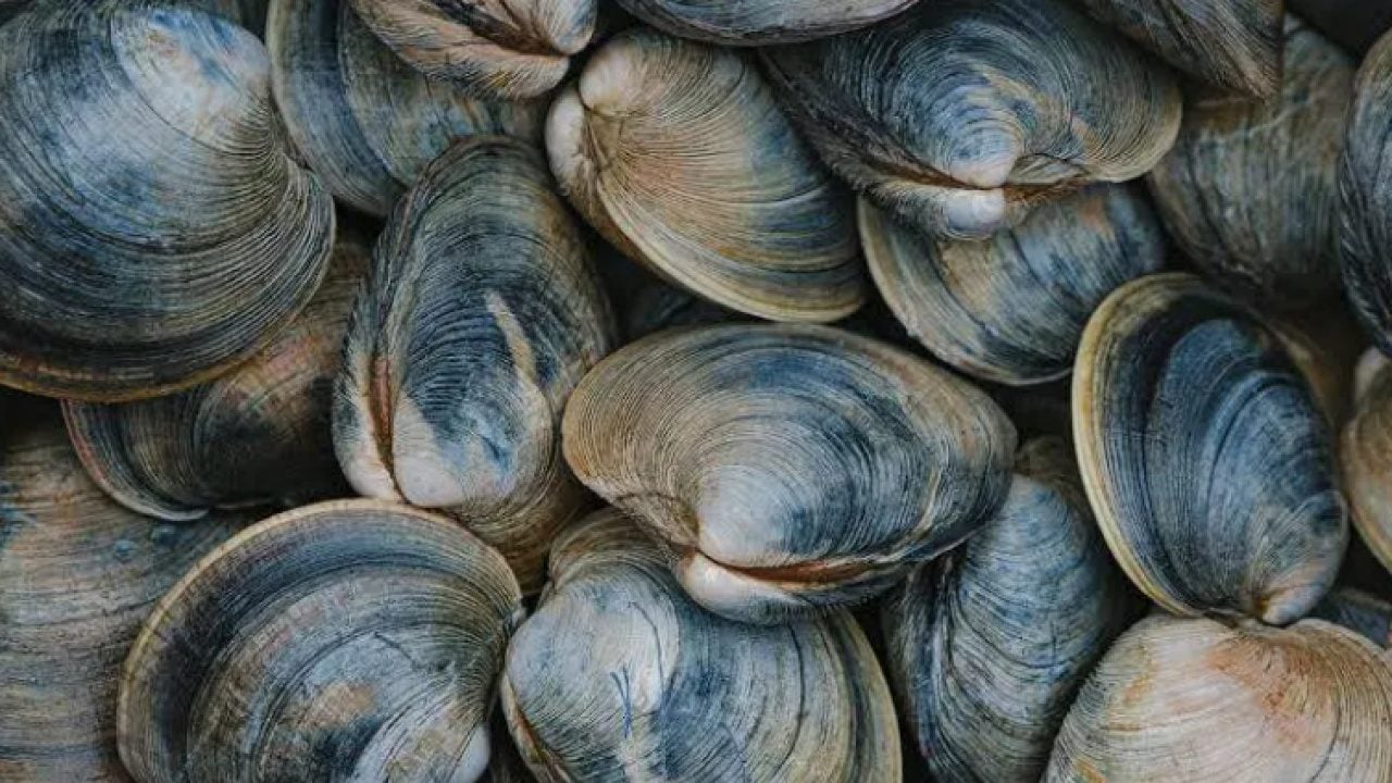 Foto - Binlerce yıl hayatta kalıyor: İşte en uzun yaşayan canlılar!