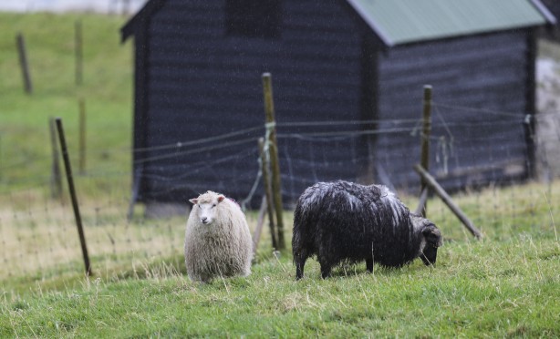 Foto - Duyunca çok şaşıracaksınız! Faroe Adaları ile ilgili çok ilginç bilgiler