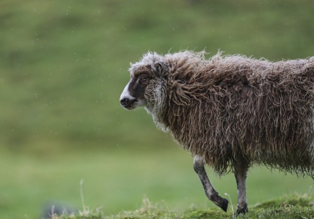 Foto - Duyunca çok şaşıracaksınız! Faroe Adaları ile ilgili çok ilginç bilgiler