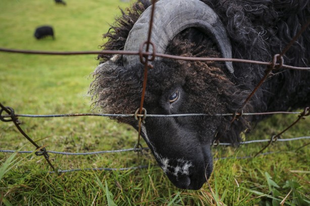 Foto - Duyunca çok şaşıracaksınız! Faroe Adaları ile ilgili çok ilginç bilgiler