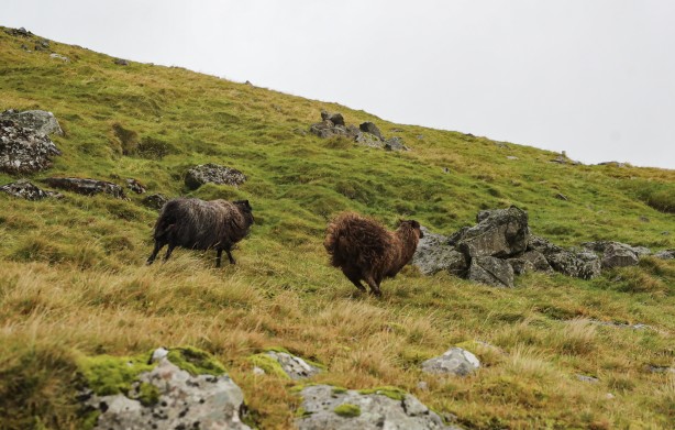 Foto - Duyunca çok şaşıracaksınız! Faroe Adaları ile ilgili çok ilginç bilgiler