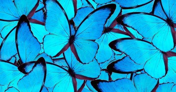 Duyunca çok şaşıracaksınız! Türkiye 51 bin adet kelebek satın alacak! İşte sebebi