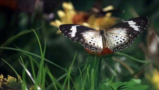 Foto - Duyunca çok şaşıracaksınız! Türkiye 51 bin adet kelebek satın alacak! İşte sebebi