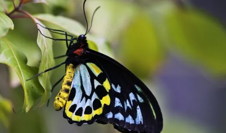 Foto - Duyunca çok şaşıracaksınız! Türkiye 51 bin adet kelebek satın alacak! İşte sebebi