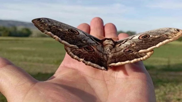 Foto - Duyunca çok şaşıracaksınız! Türkiye 51 bin adet kelebek satın alacak! İşte sebebi