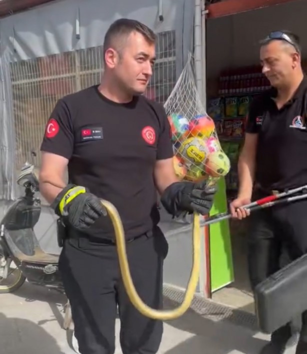 Düzce'de markette yılan paniği