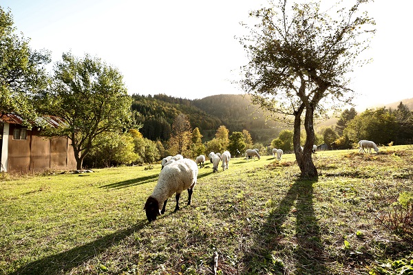 Foto - Düzce'de sonbahar renkleri mest etti