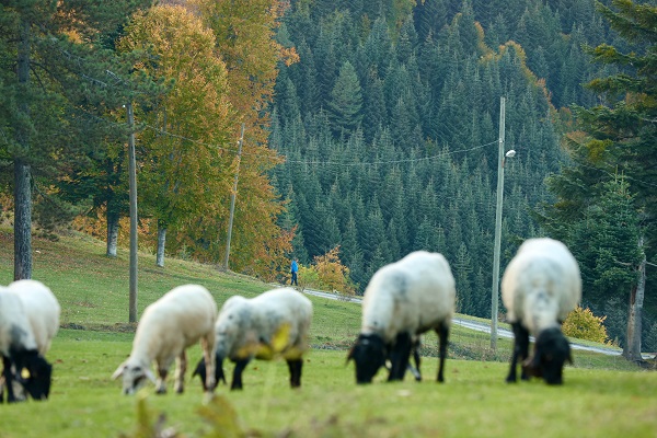 Foto - Düzce'de sonbahar renkleri mest etti