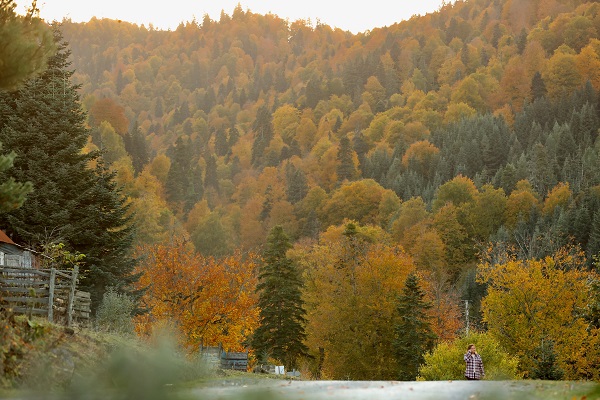 Foto - Düzce'de sonbahar renkleri mest etti
