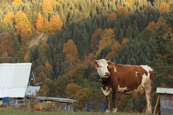 Foto - Düzce'de sonbahar renkleri mest etti