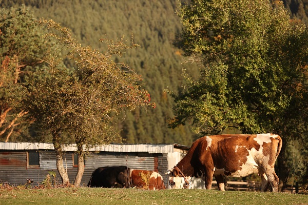 Foto - Düzce'de sonbahar renkleri mest etti