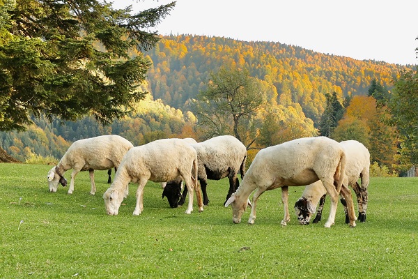 Foto - Düzce'de sonbahar renkleri mest etti