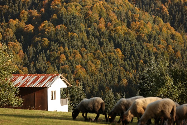 Foto - Düzce'de sonbahar renkleri mest etti
