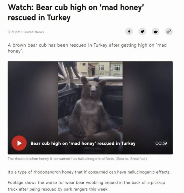 Foto - Düzce'nin ayısı 'Balkız' dünya basınında!