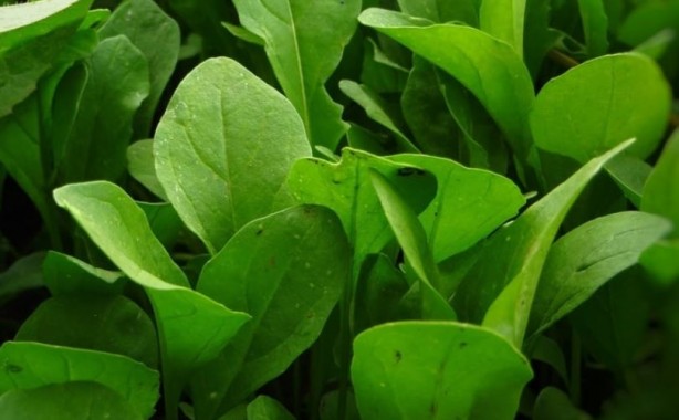 Foto - Düzenli tüketildiğinde kanser riskini sıfıra inridiyor