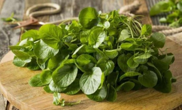 Foto - Düzenli tüketildiğinde kanser riskini sıfıra inridiyor