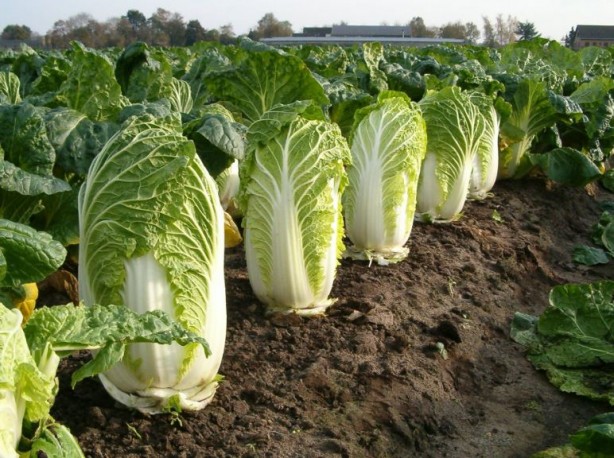 Foto - Düzenli tüketildiğinde kanser riskini sıfıra inridiyor