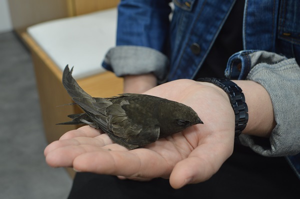 Foto - Ebabil kuşu 2 yıl sonra aynı yerde