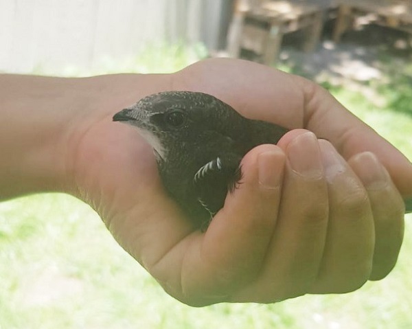 Ebabil kuşu 2 yıl sonra aynı yerde