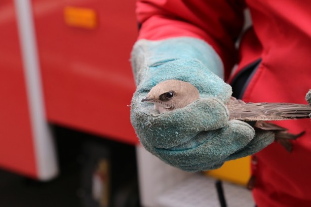 Foto - Ebabil kuşu, çatıdaki yağmur saçağına sıkıştı