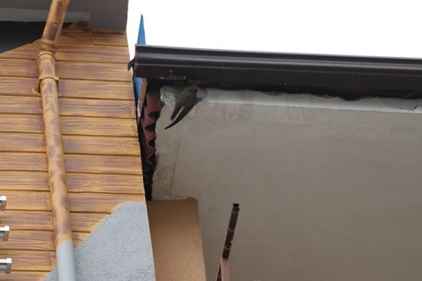 Foto - Ebabil kuşu, çatıdaki yağmur saçağına sıkıştı