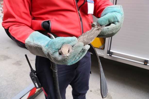 Foto - Ebabil kuşu, çatıdaki yağmur saçağına sıkıştı