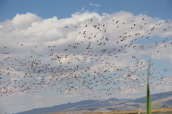 Foto - Eber Gölü flamingolarla canlandı