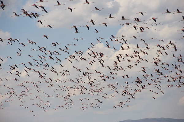 Foto - Eber Gölü flamingolarla canlandı