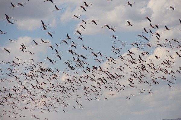 Foto - Eber Gölü flamingolarla canlandı