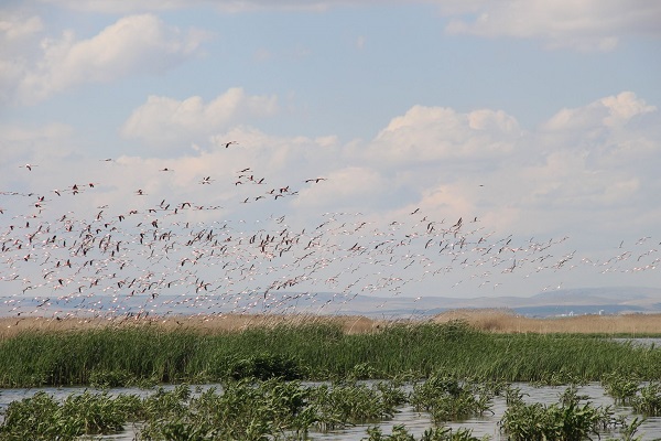 Foto - Eber Gölü flamingolarla canlandı