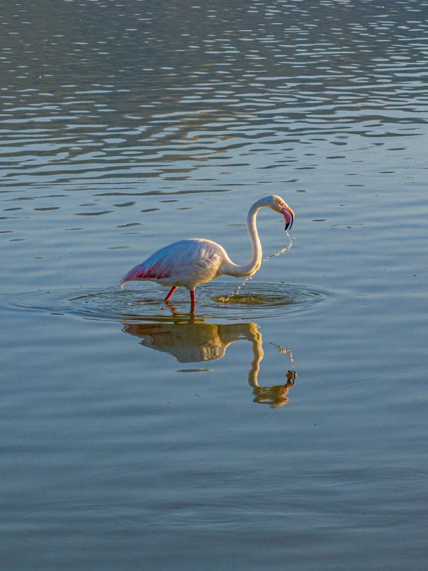 Foto - Eber Gölü’nden muhteşem görüntüler