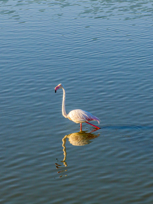 Foto - Eber Gölü’nden muhteşem görüntüler