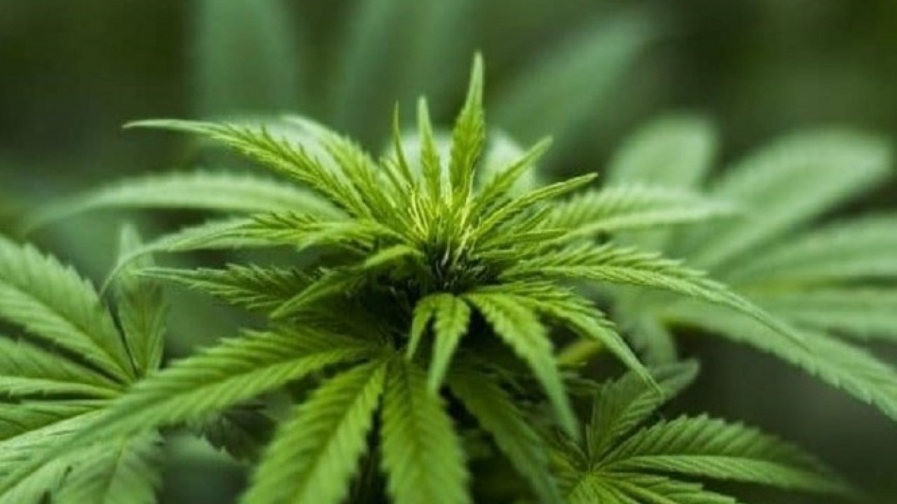 Foto - Eczanelerde kenevir satış dönemi başlıyor