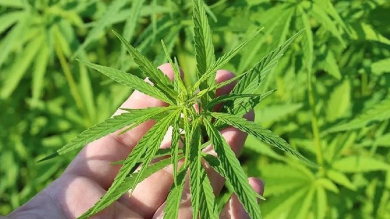 Foto - Eczanelerde kenevir satış dönemi başlıyor