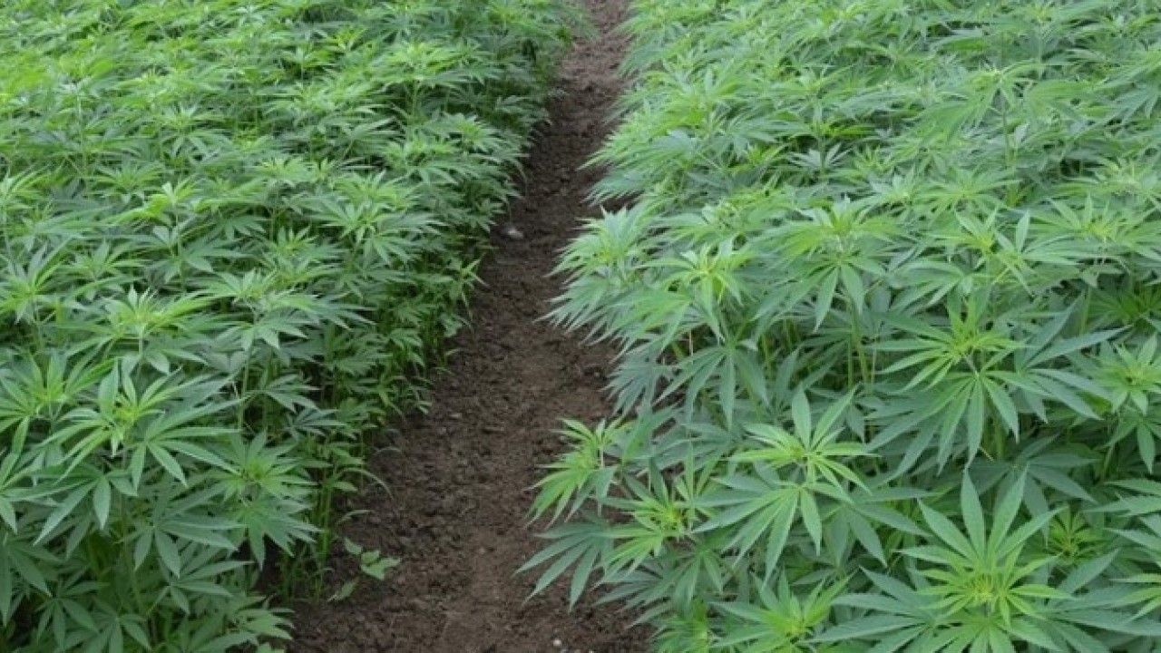 Foto - Eczanelerde kenevir satış dönemi başlıyor