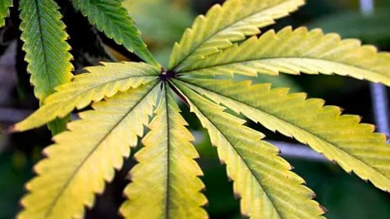 Foto - Eczanelerde kenevir satış dönemi başlıyor