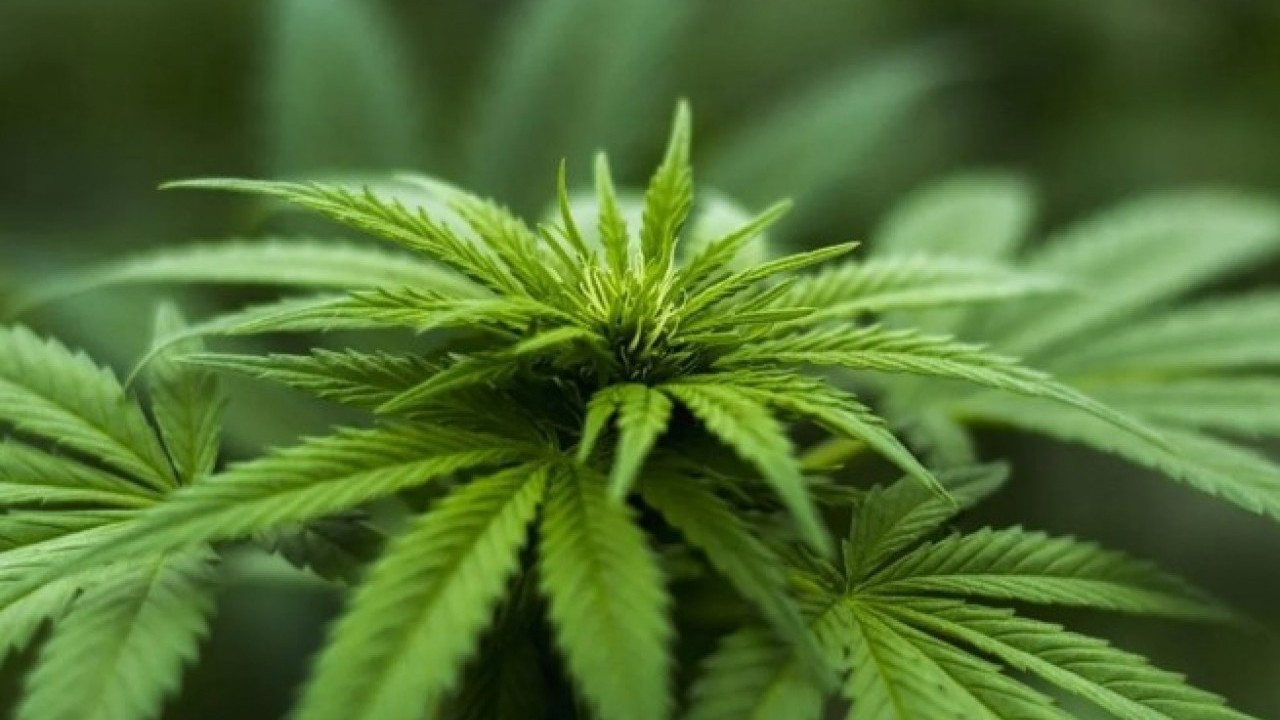 Foto - Eczanelerde kenevir satış dönemi başlıyor