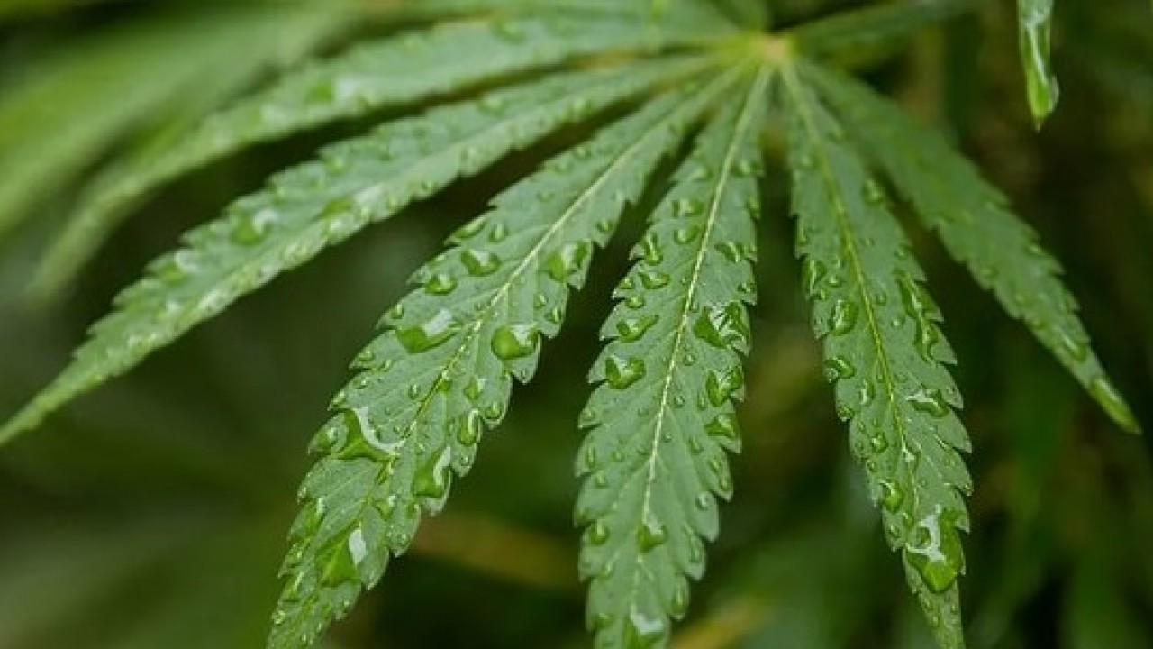 Foto - Eczanelerde kenevir satış dönemi başlıyor