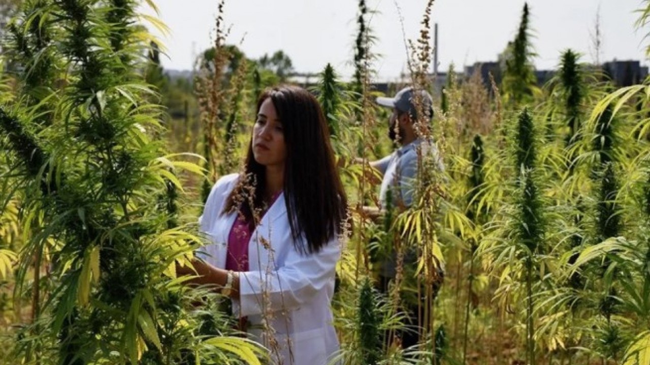 Foto - Eczanelerde kenevir satış dönemi başlıyor